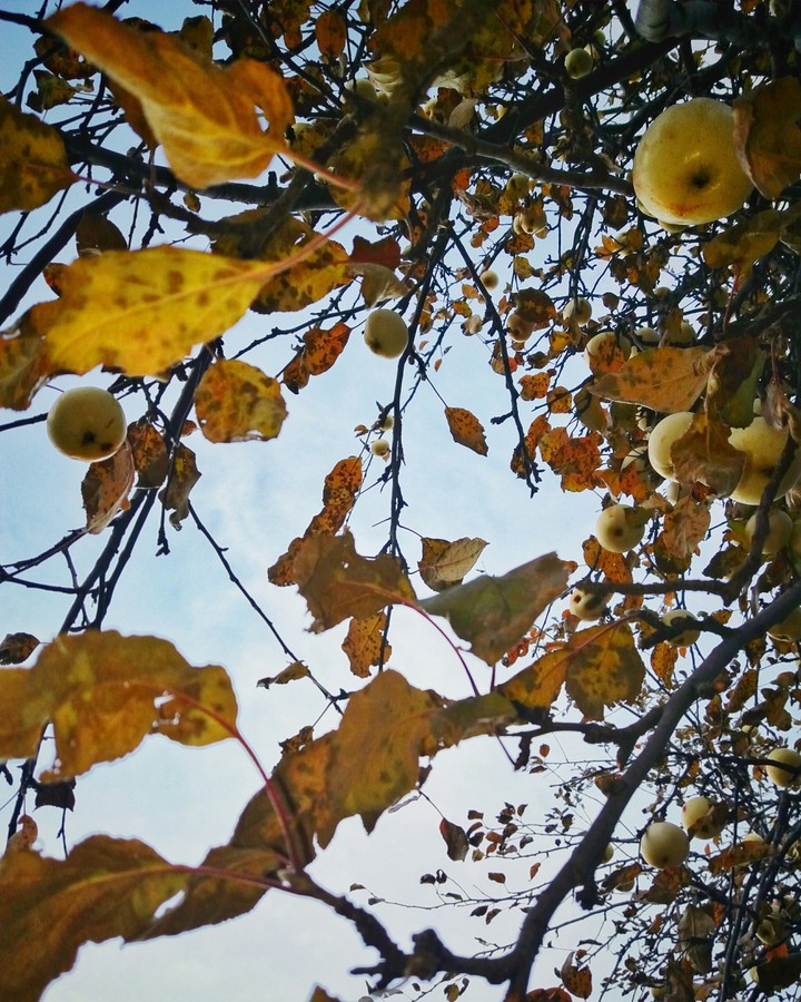 autumn