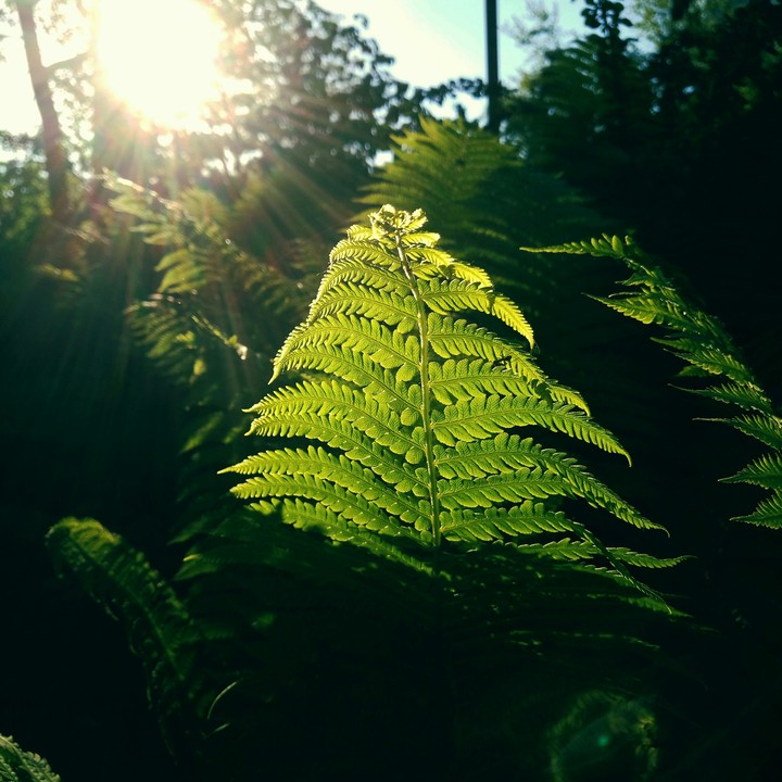 Forest magic