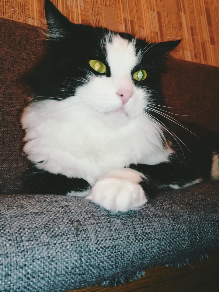 cat