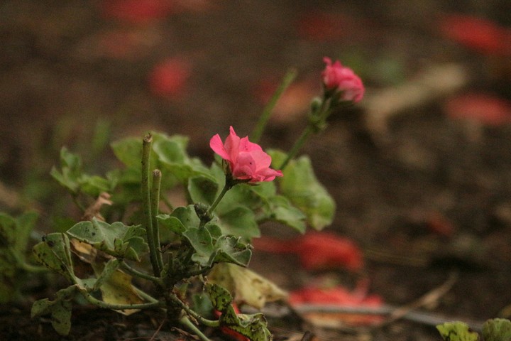 Flower