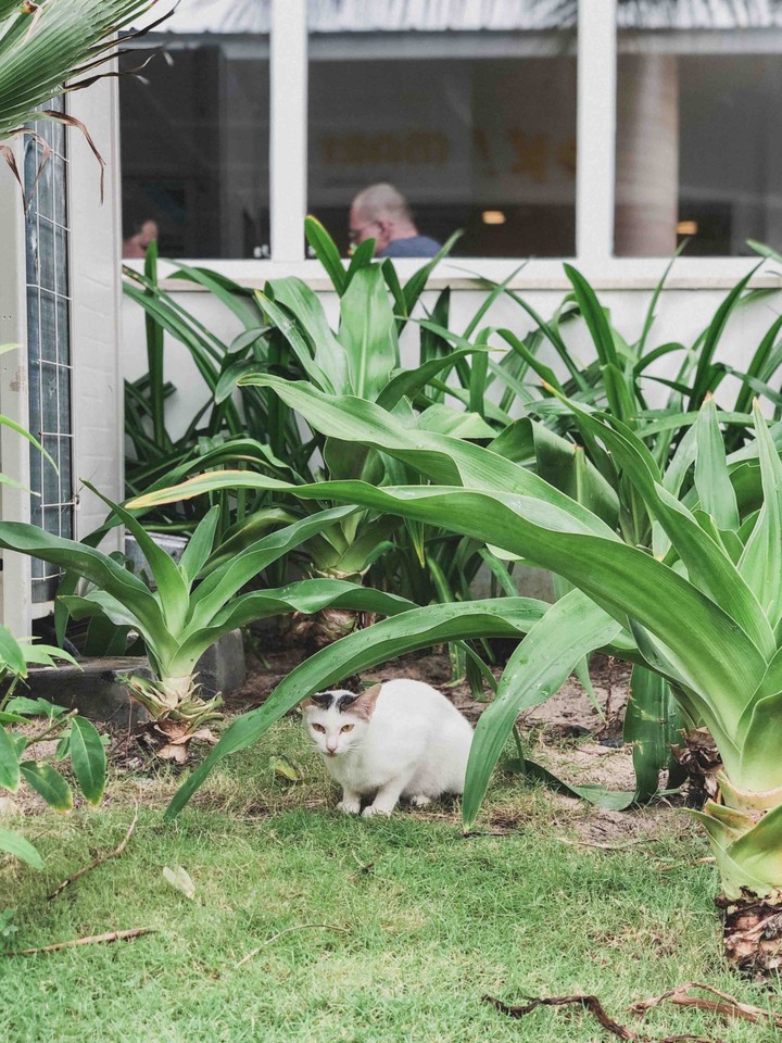 고양이