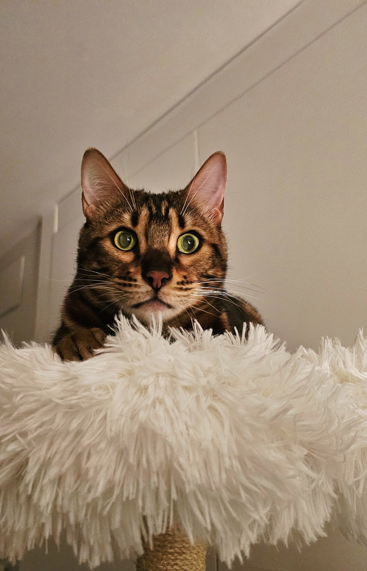 sfondi whiskers, vertebrate