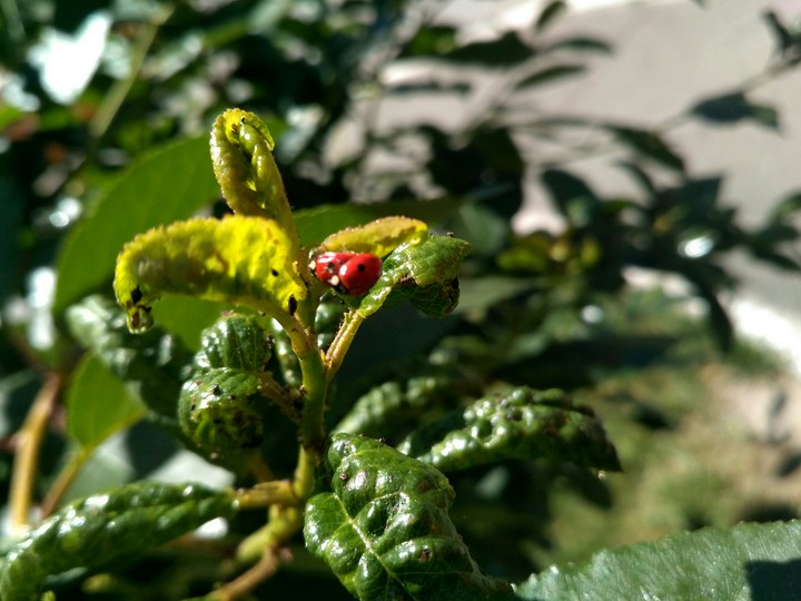 ladybug