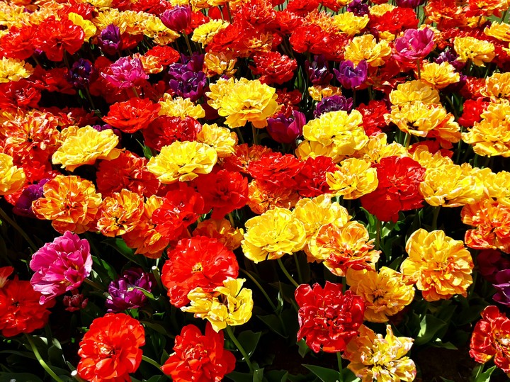 flowers of spring