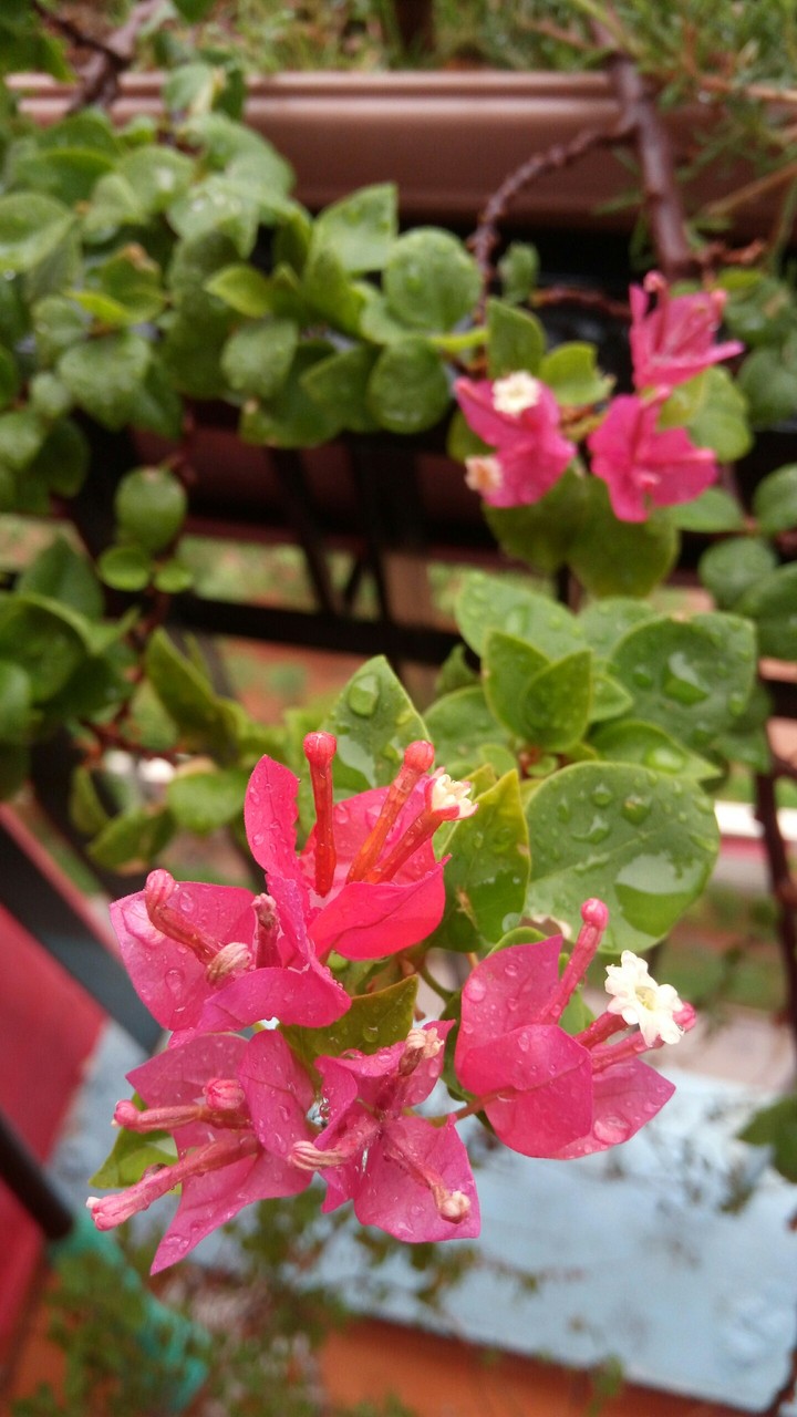 Morning rain