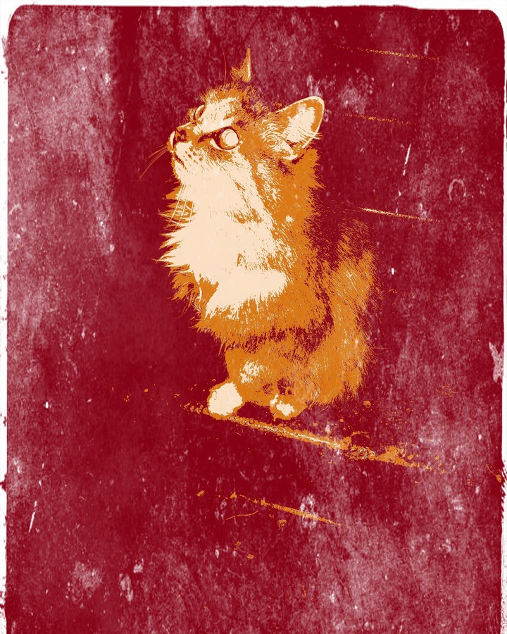 Котик в подьезде