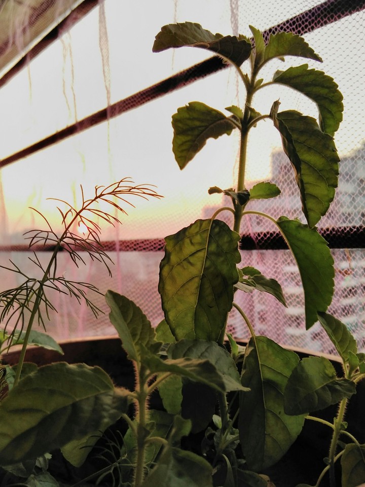 sunset with plant