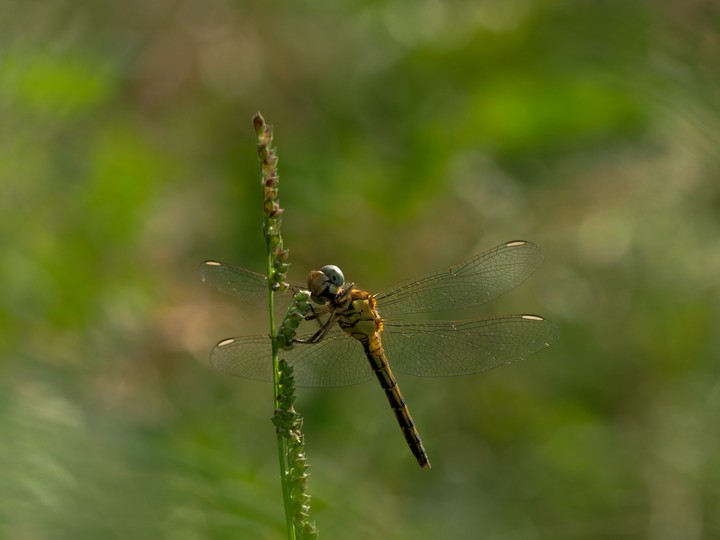 dragonfly