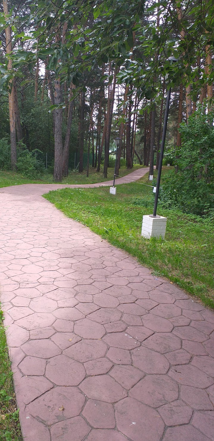 дорога в лес