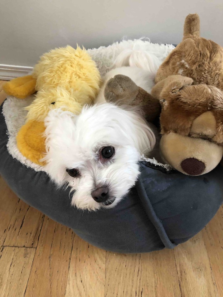 Dog