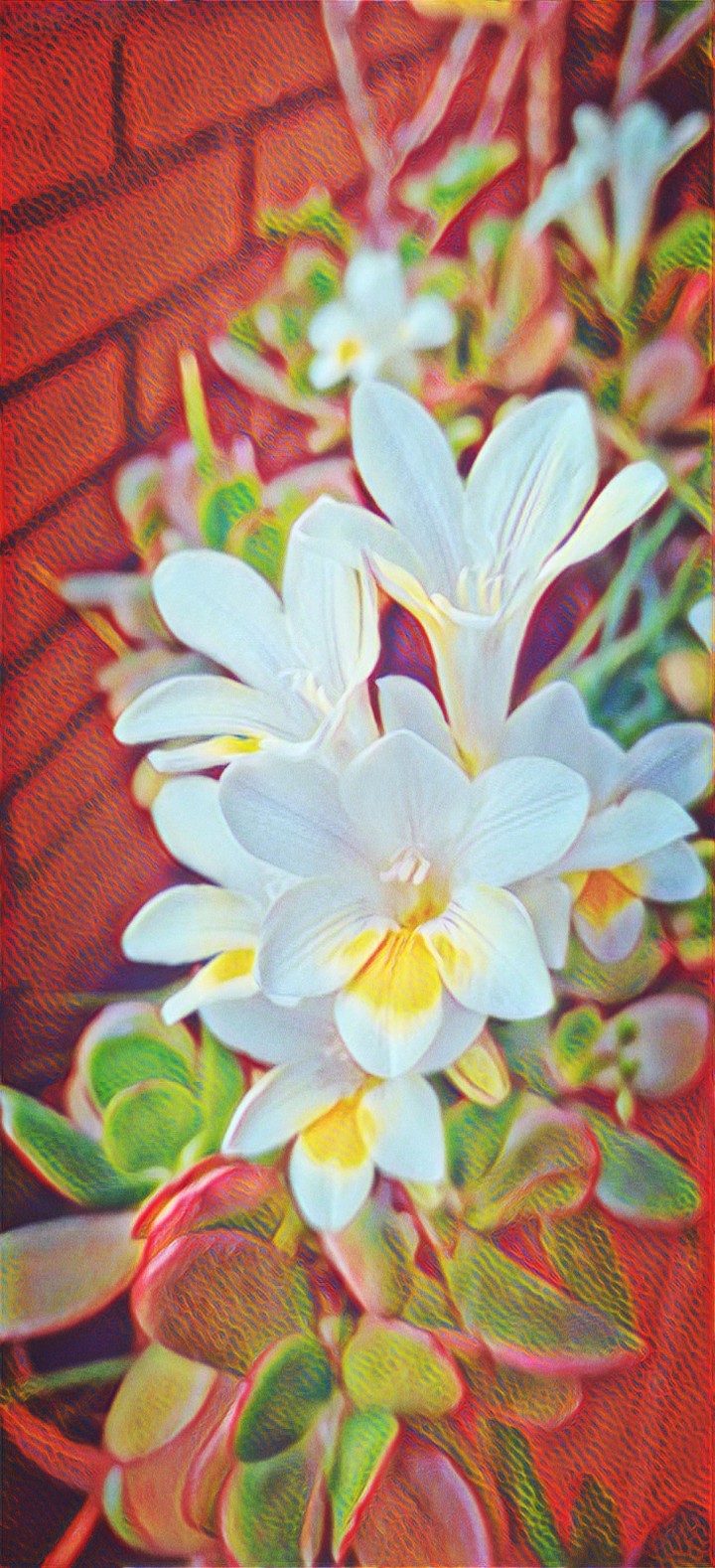 White palmiras