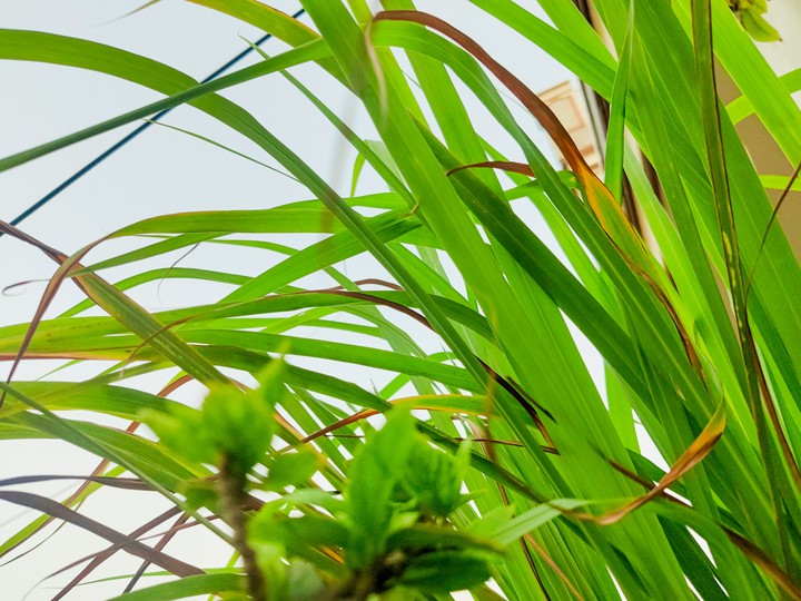 grass