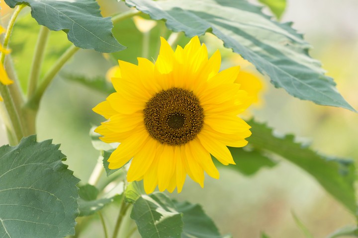 Sunflower