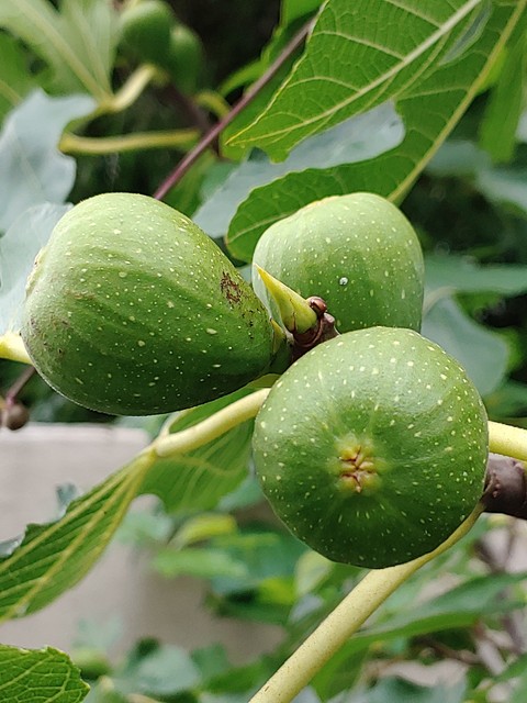 fondos de pantalla produce, fig