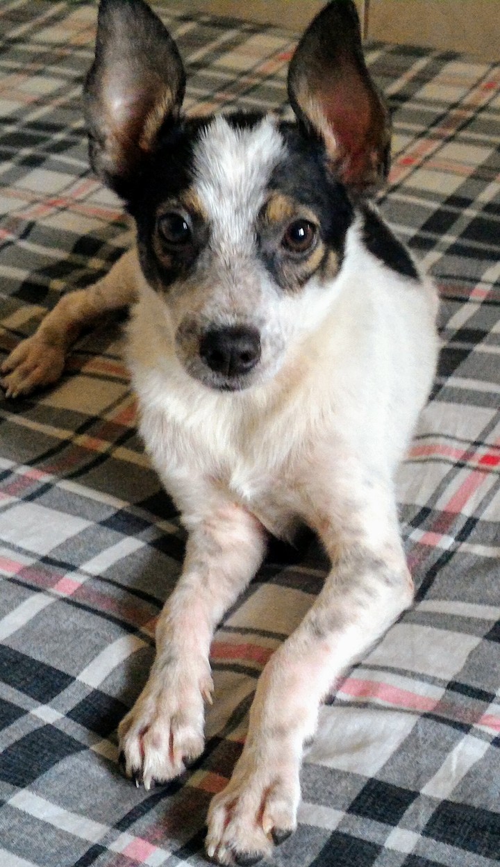 Little dog Floquinha