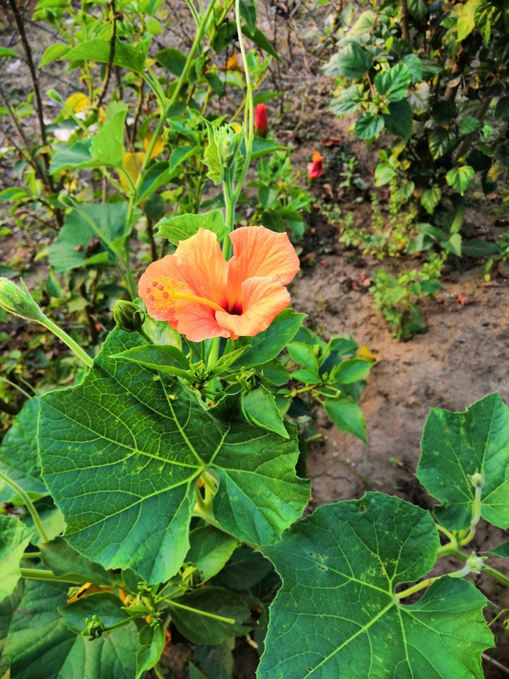 nature growth