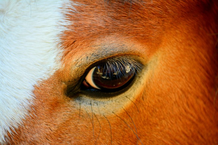 Eyes