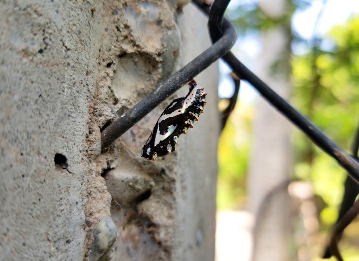 CAPULLO DE MARIPOSA, SAN LORENZO, GRO