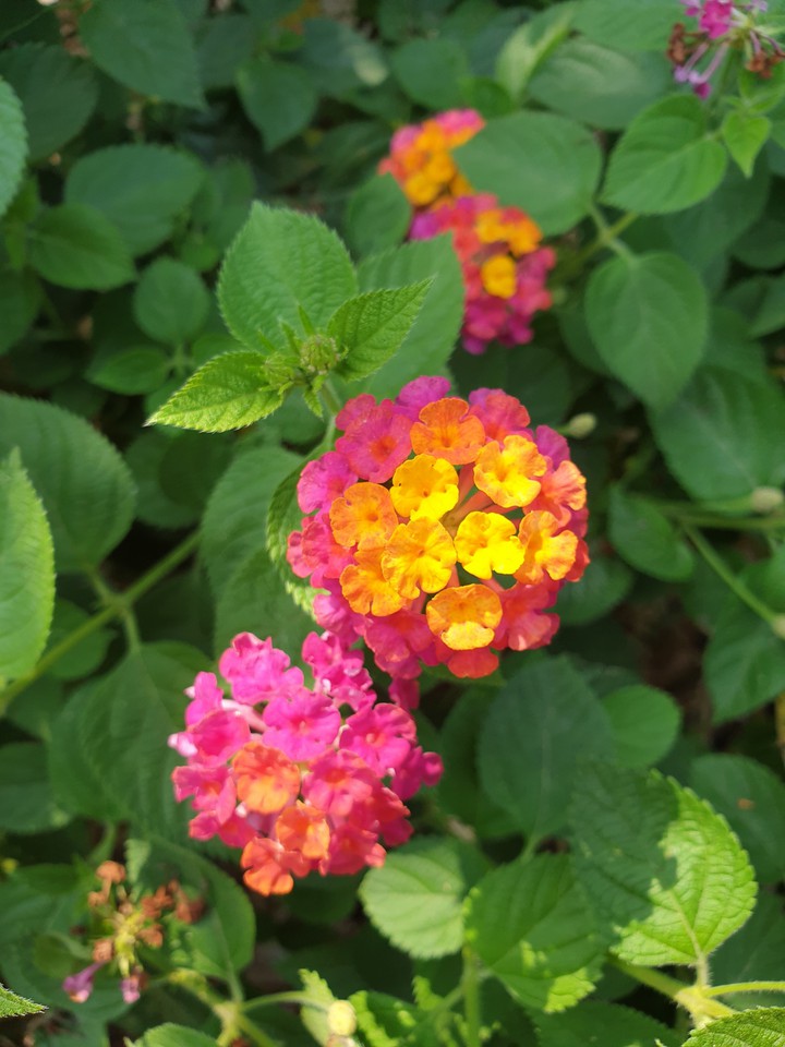 花