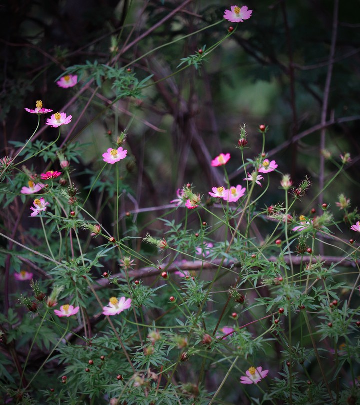 flowers