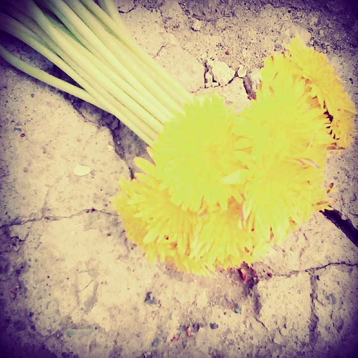 Dandelions