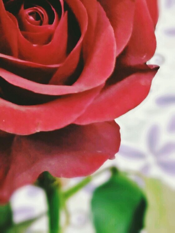 rose