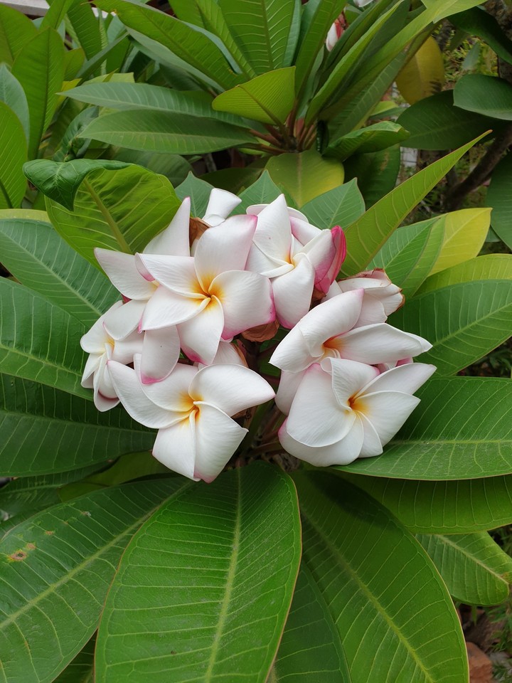 雞蛋花