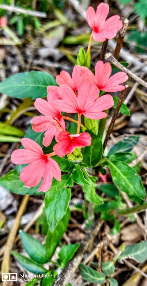 Flowers