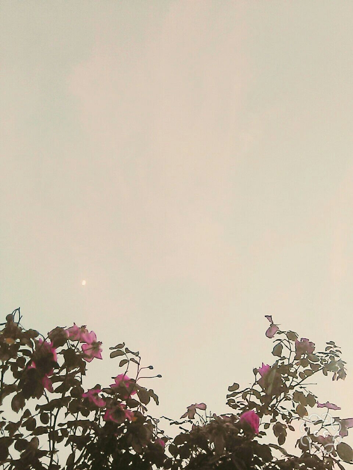 rose