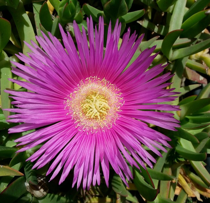 love of purple