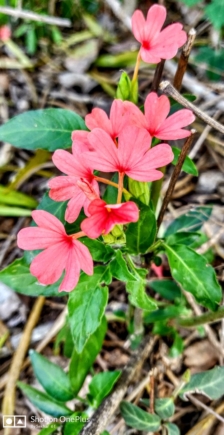 Flowers