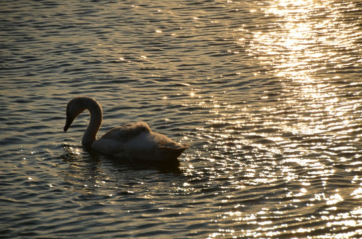 swan