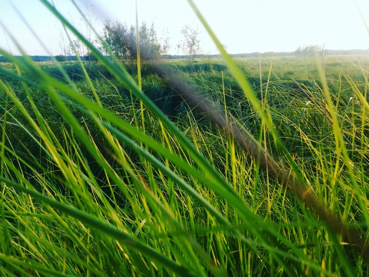 трава