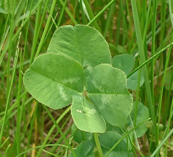 clover