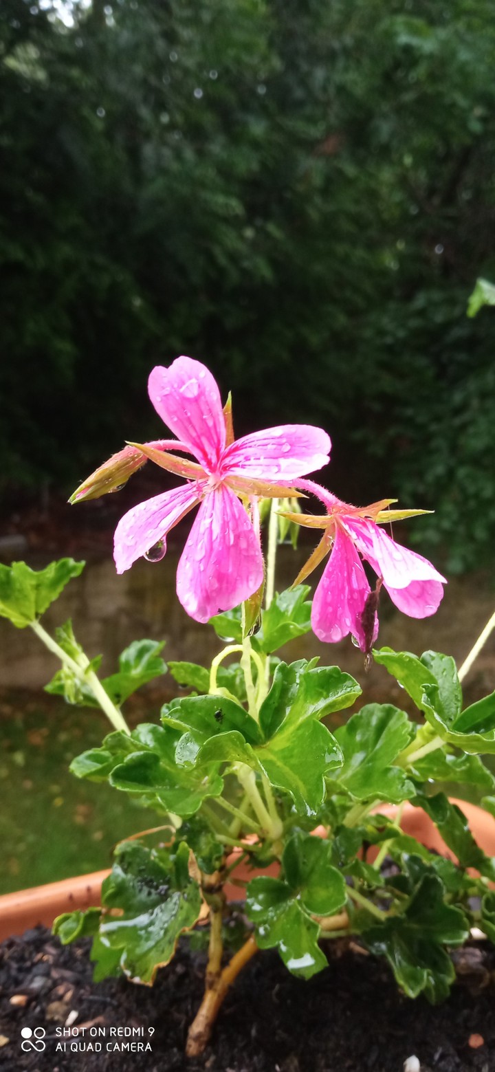 fleure
