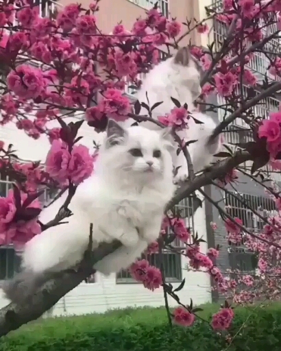 Cat's ❤