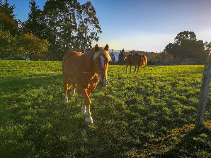 Horses