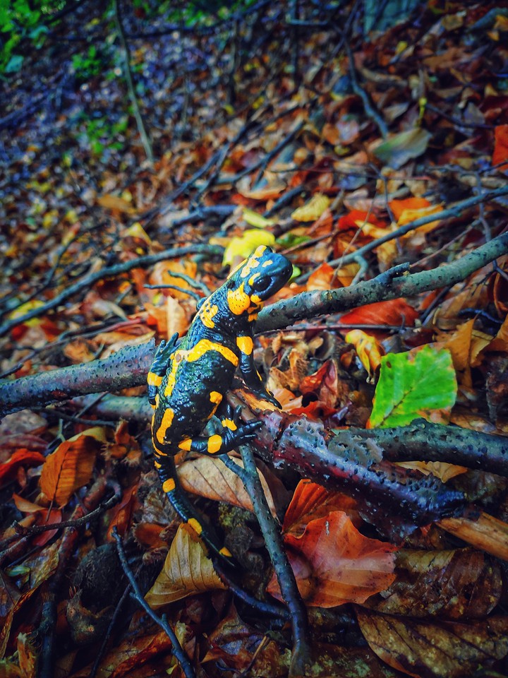 salamandra
