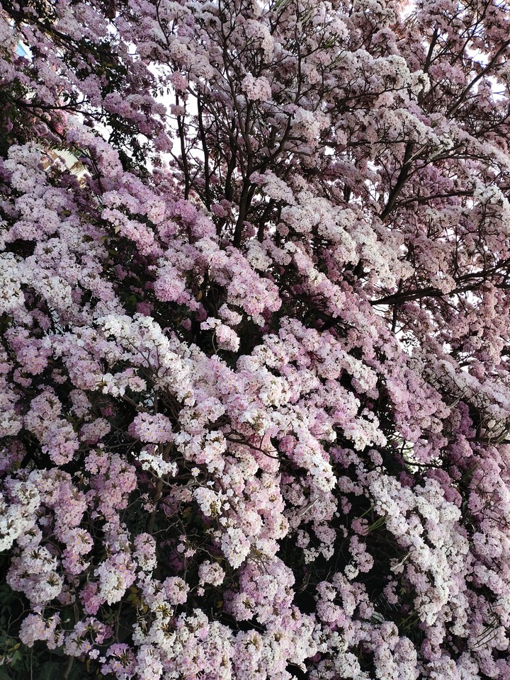 lavender
