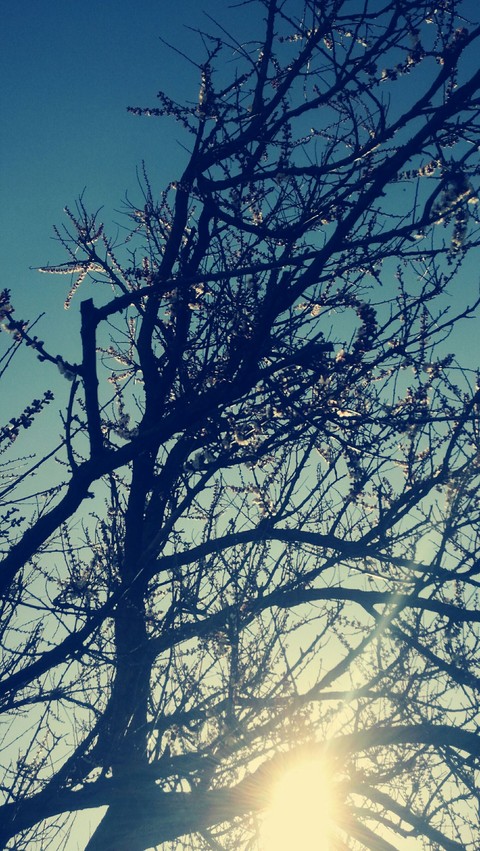 Sunny day
