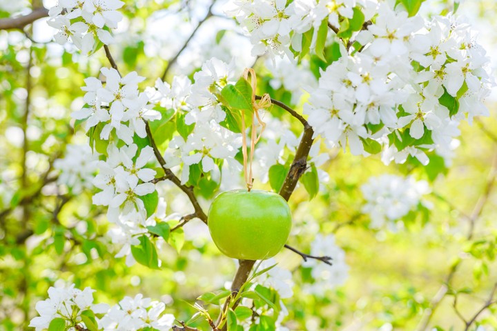 apple