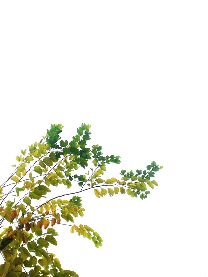 Autumn leaves