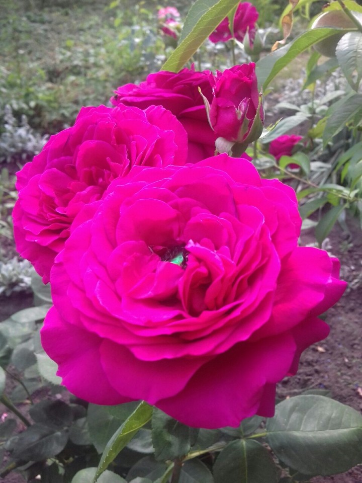roseflower,  rose
