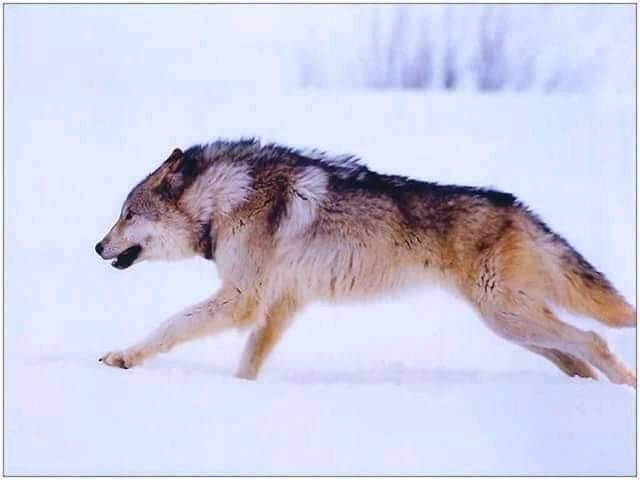 МОТОЦИКЛИСТЫ