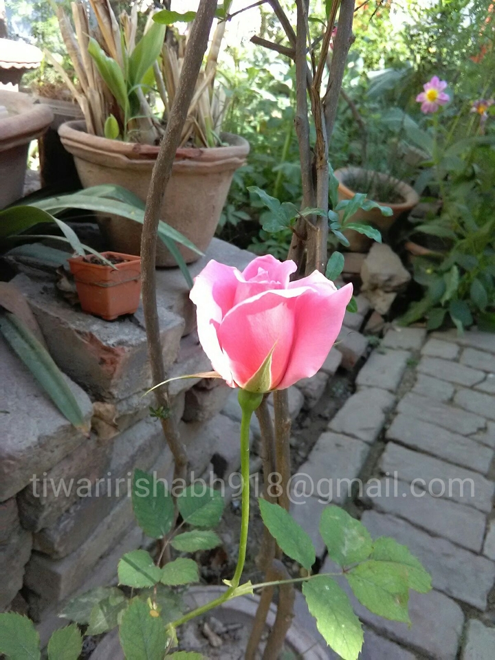 pink flower