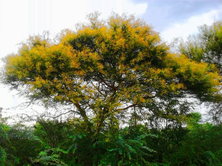 tree
