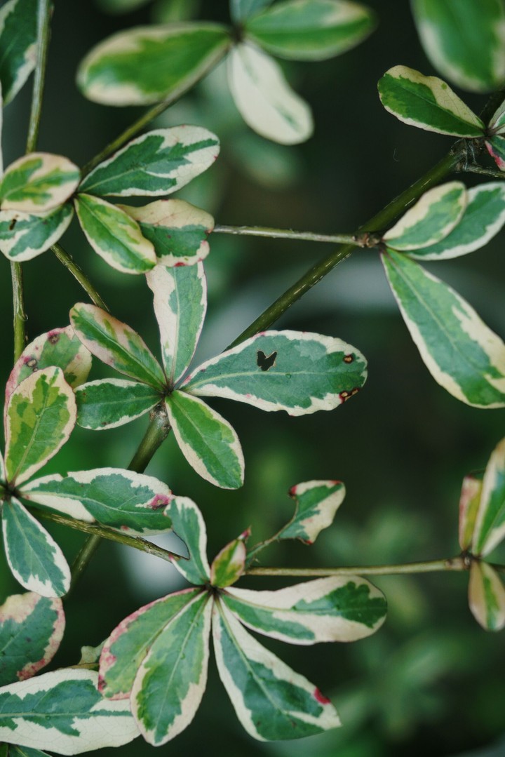 Love Leaf
