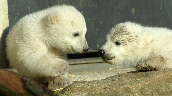 Tierpark Hellabrunn 2014