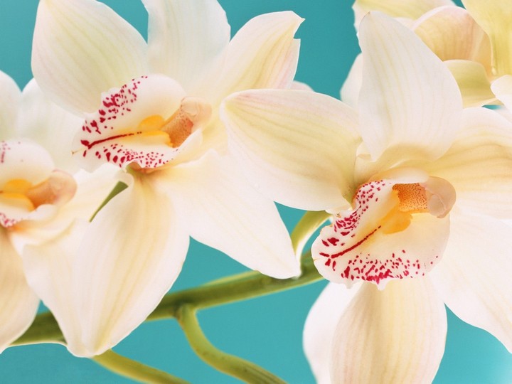 Orchid Arrangements