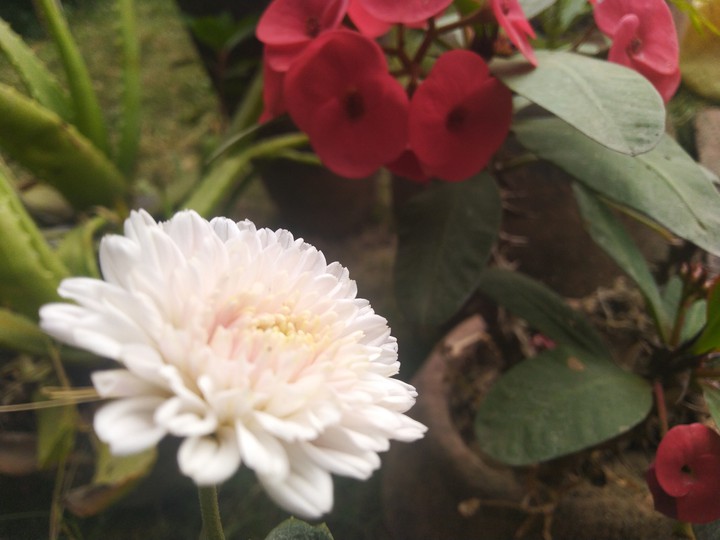 chandramallika